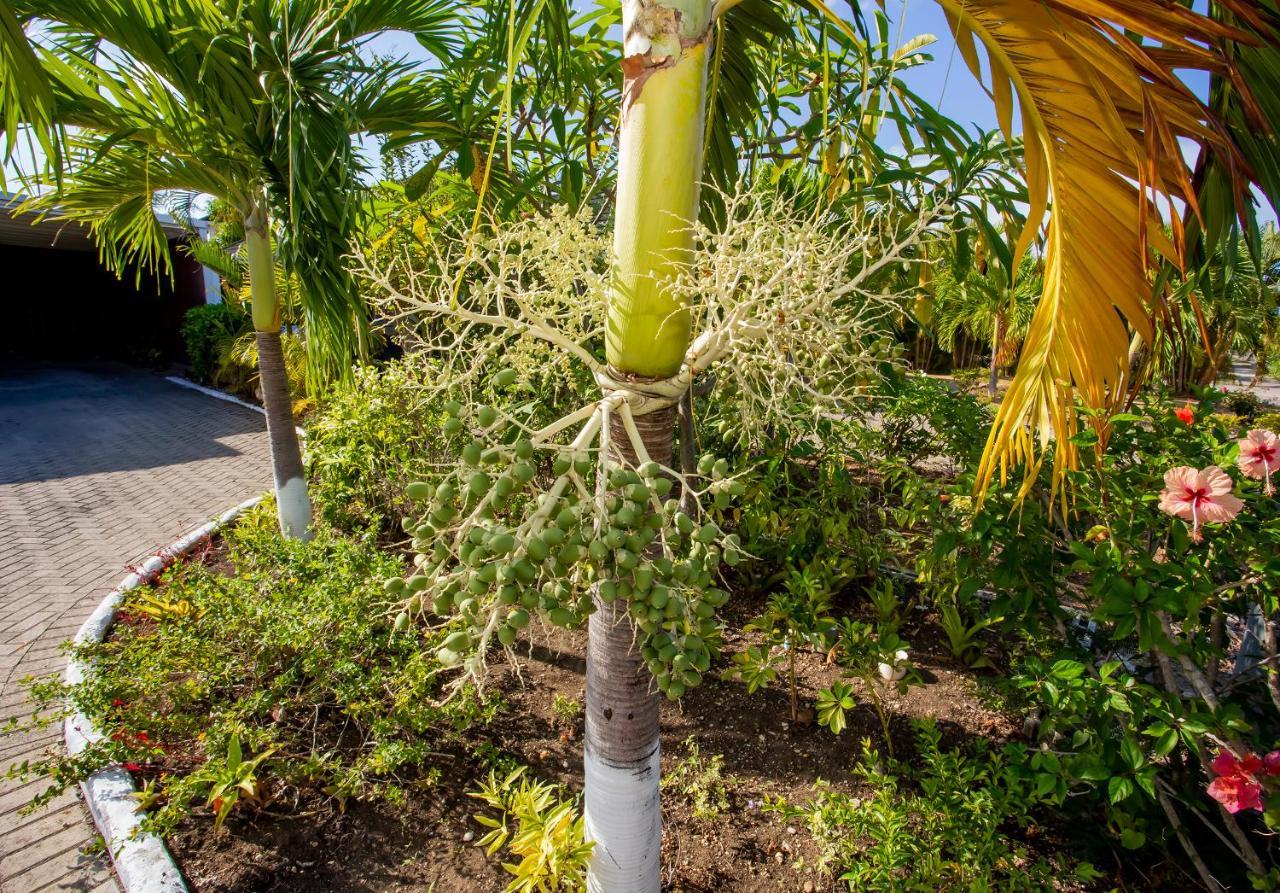 Nature'S Choice Home Richmond Palms, Jamaica מראה חיצוני תמונה