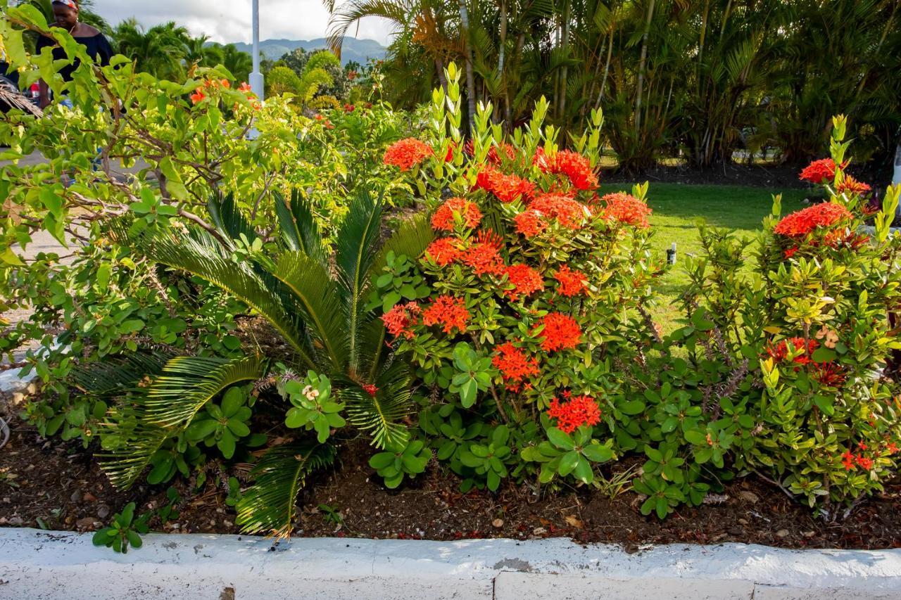 Nature'S Choice Home Richmond Palms, Jamaica מראה חיצוני תמונה