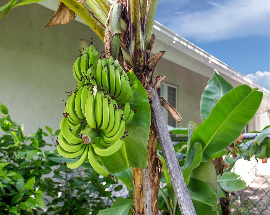 Nature'S Choice Home Richmond Palms, Jamaica מראה חיצוני תמונה